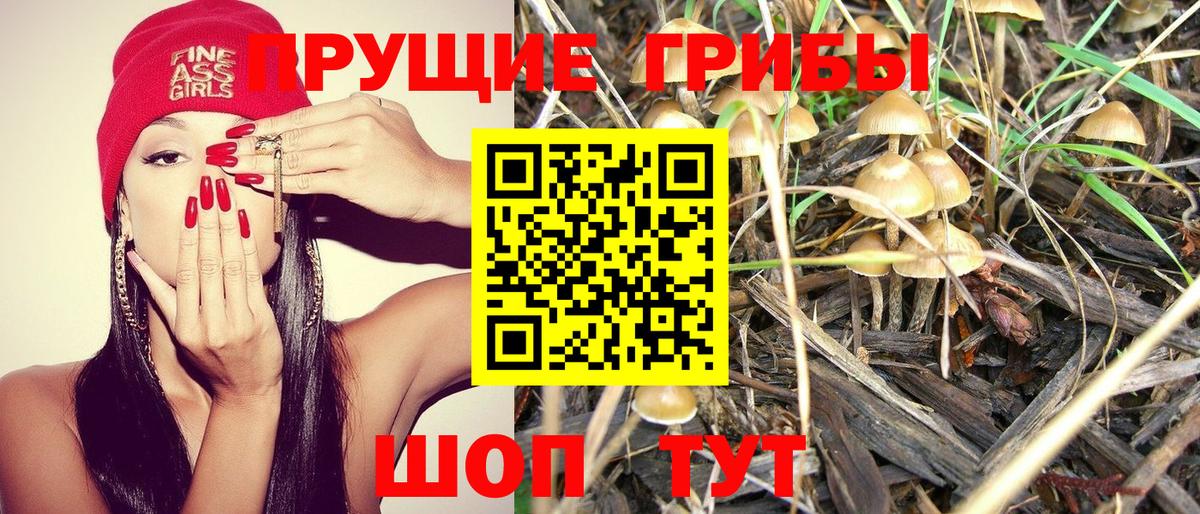 Псилоцибиновые грибы Psilocybe Анжеро-Судженск